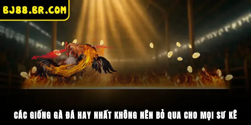 Các Giống Gà Đá Hay Nhất Không Nên Bỏ Qua Cho Mọi Sư Kê