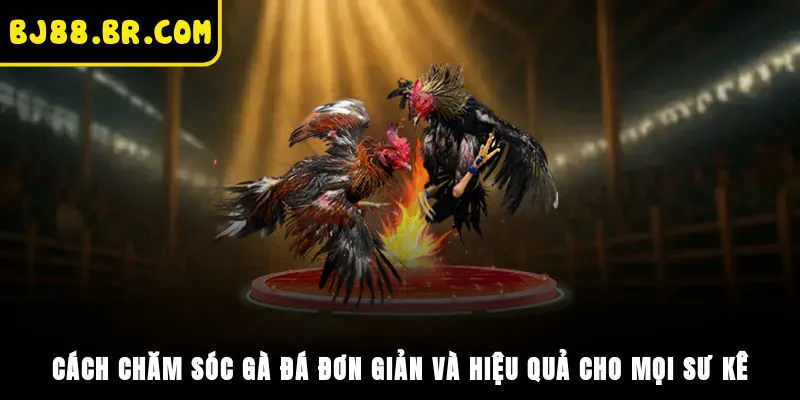 Cách Chăm Sóc Gà Đá Đơn Giản Và Hiệu Quả Cho Mọi Sư Kê