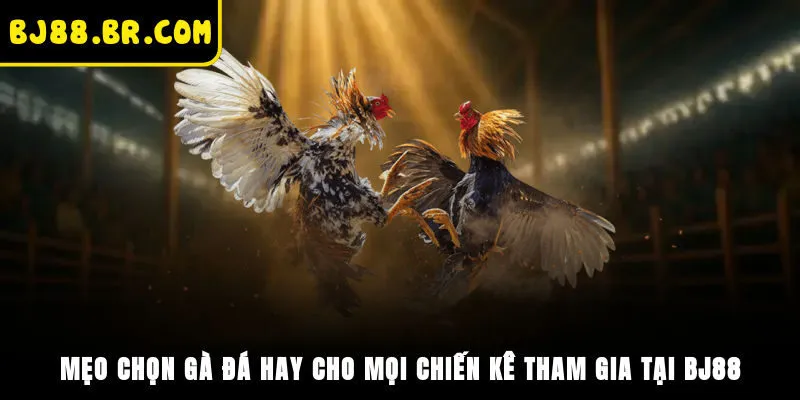 Mẹo Chọn Gà Đá Hay Cho Mọi Chiến Kê Tham Gia Tại BJ88